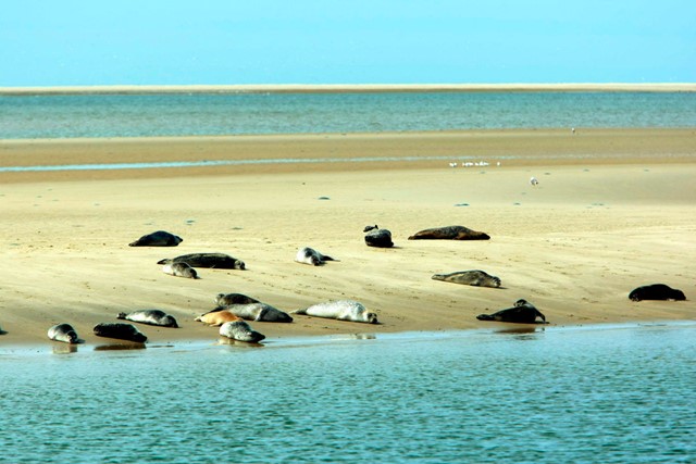 Zeehonden op een zandbank