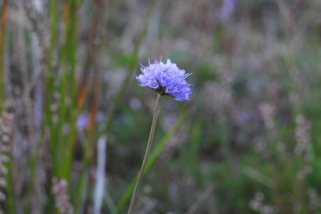 een close-up van een paarsblauw bloempje in het gras