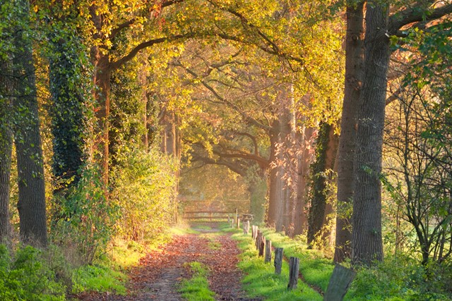 De mooiste wandelroutes in Lochem: bos