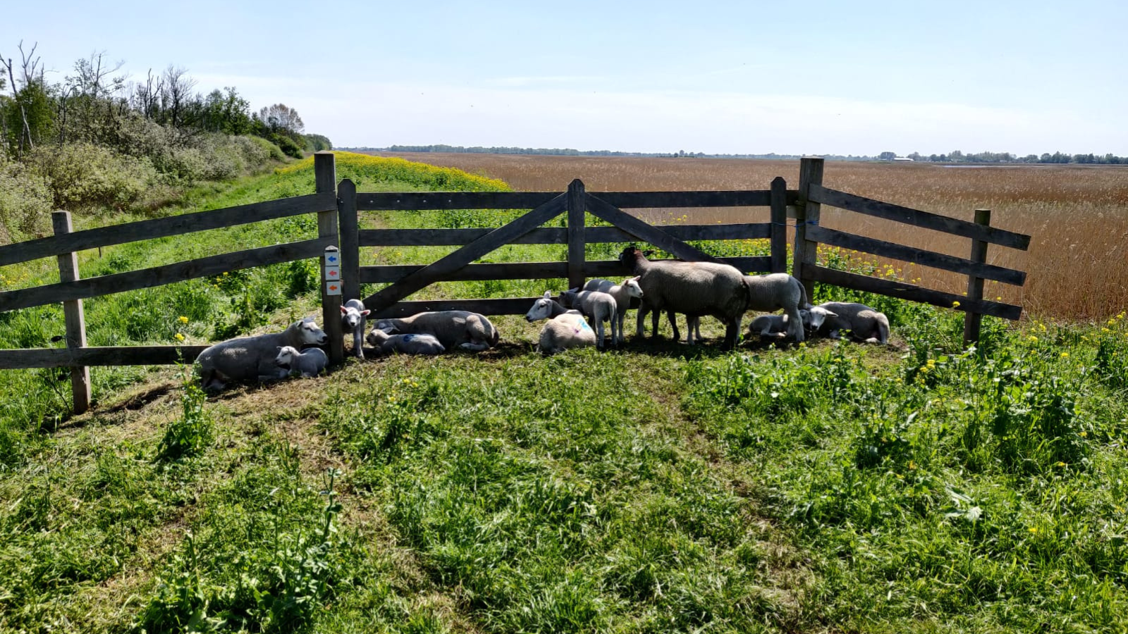 Wandelroute Weerribben Wieden Rietwandeling
