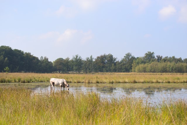 Leersumse Veld
