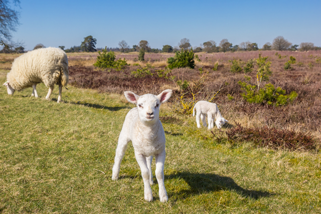 Wandelvakanties In Nederland 4 Tips Wandelvakantie In Het Drents Friese Wold