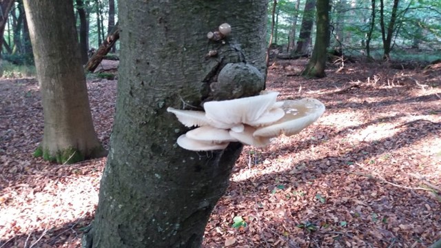 Foto: M. Lichteveld
