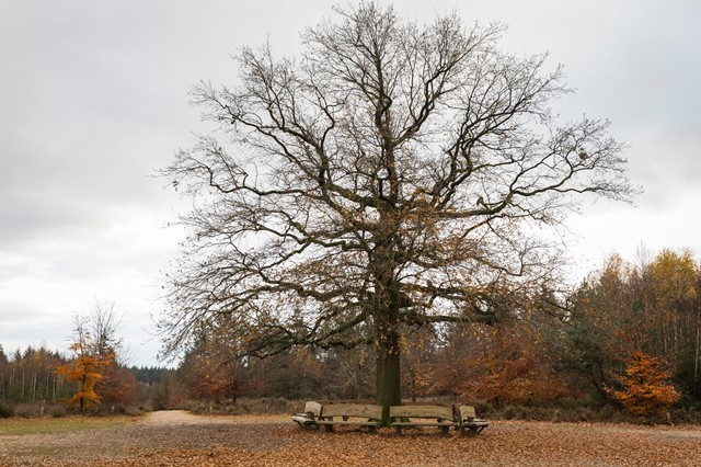 Utrechtse Heuvelrug 