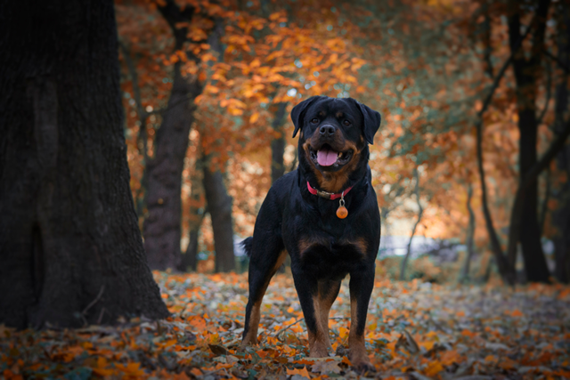 De Mooiste Losloopgebieden Voor Je Hond En Voor Jou Rozendaalse Veld