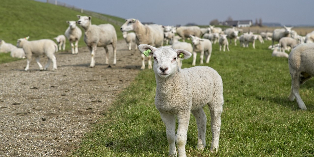 Drenthe Wandelroute Met Reuma