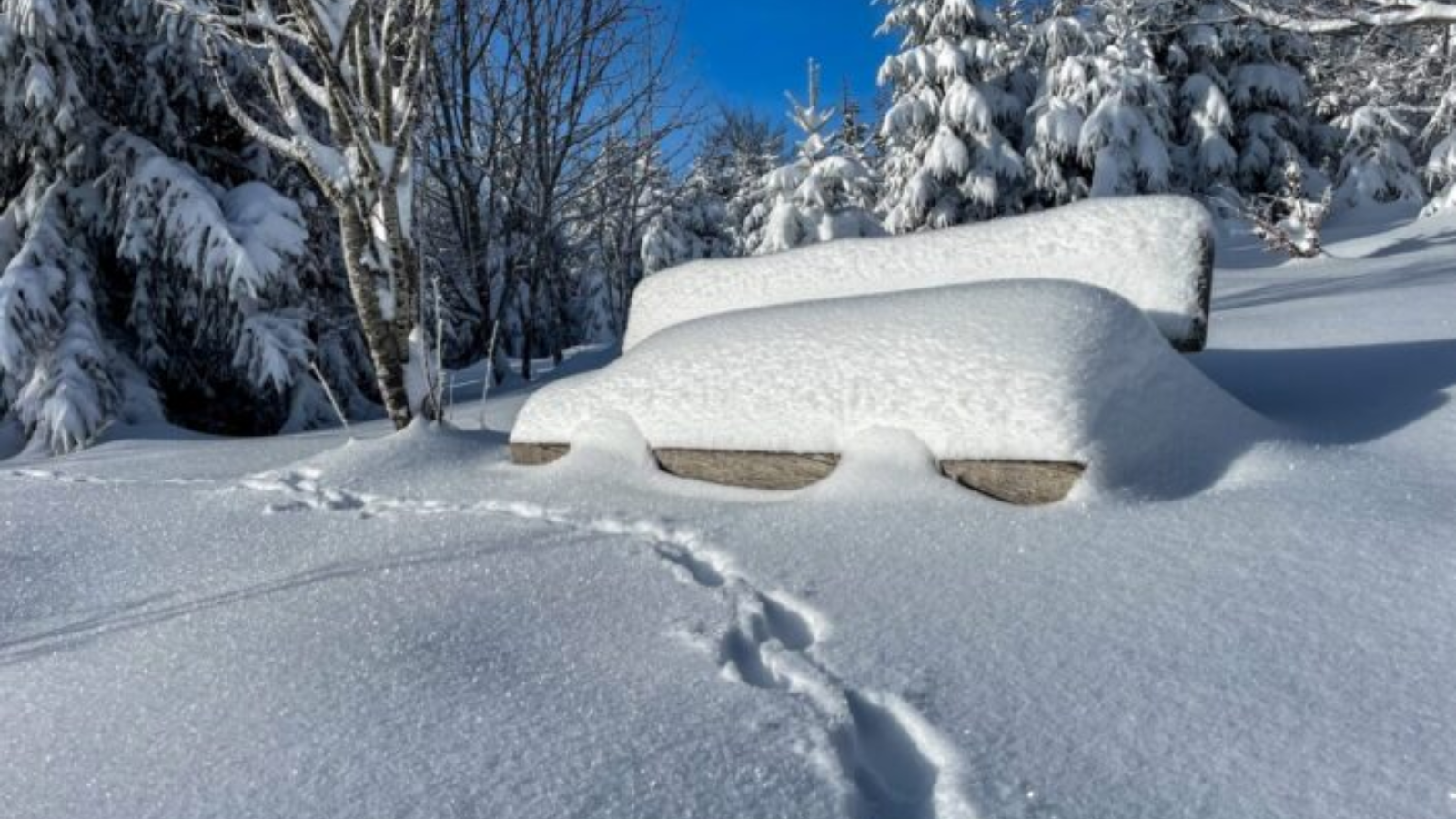 Winterwandelreis Duitsland Zwarte Woud
