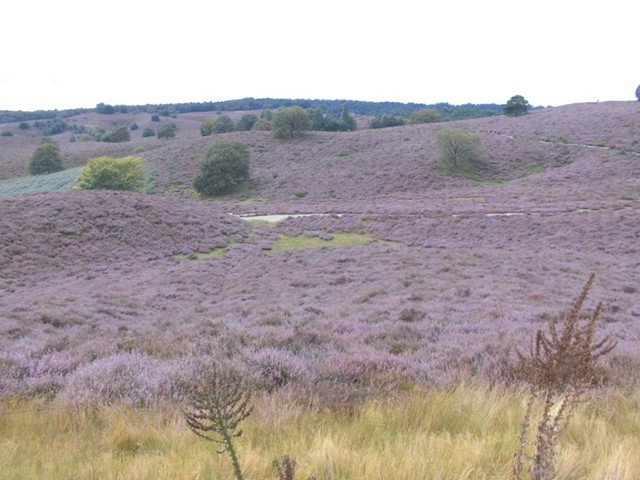 De Posbank in Nationaal Park Veluwezoom