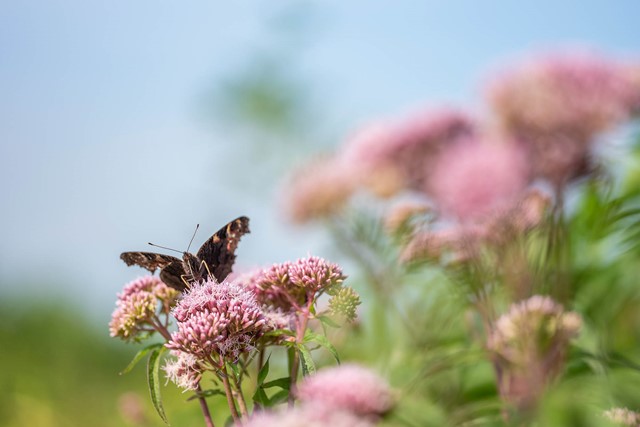 Doort Vlinder Bob Luijks