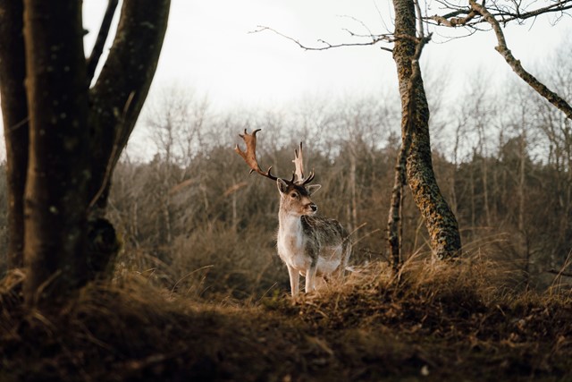 Jorgen Hendriksen Nsuaxb2s 0Q Unsplash