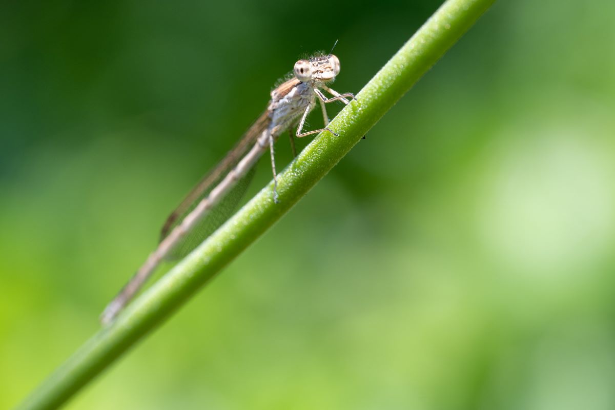 Bruine winterjuffer op een groene stengel.