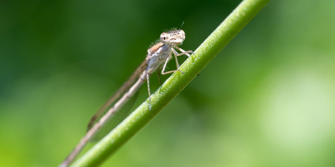 Bruine winterjuffer op een groene stengel.