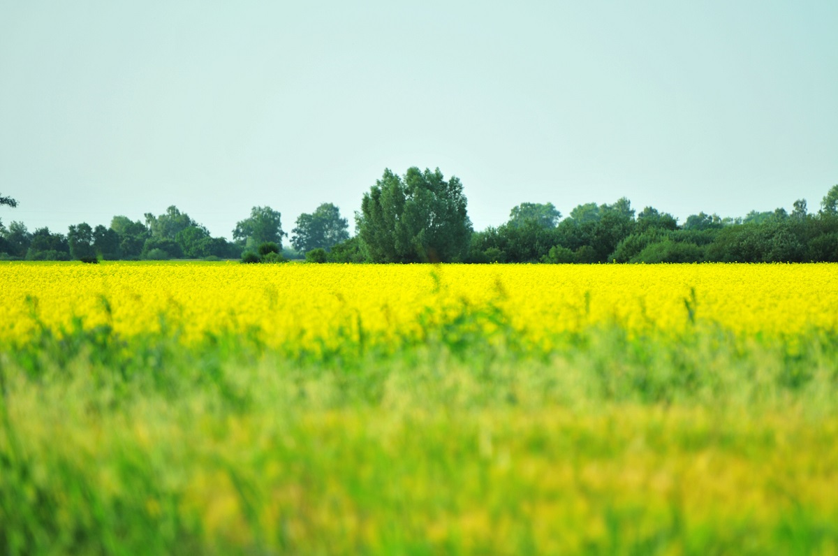 Polders en windmolens in Polen op de Mennonieten route