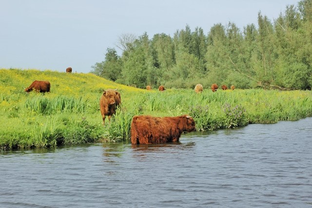 Schotse Hooglanders