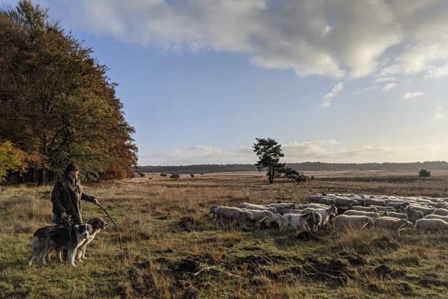 schaapsherder met schaapskudde en honden op de heide.