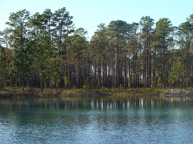 Apalachicola National Forest (Afbeelding Wikimedia: Sallicio)