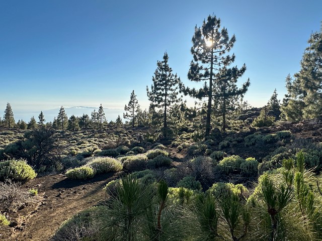 Bomen en planten in Nationaal Park El Teide.