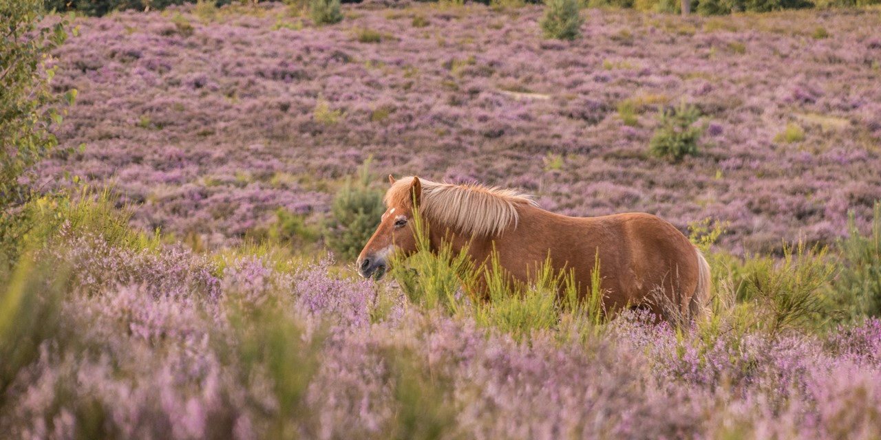IJslandse pony