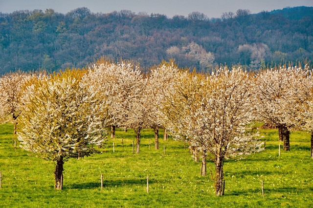 Afbeelding 2 | Wandelen in de lente: 5 routes langs bloeiende fruitbomen