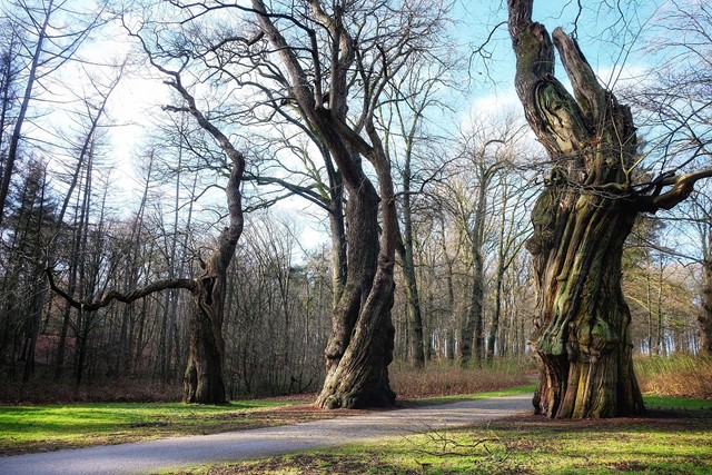 afbeelding van drie monumentale bomen in Park Gulden Bodem.