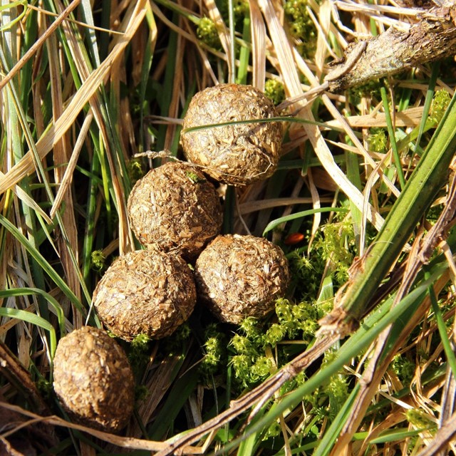 Konijnenkeutels