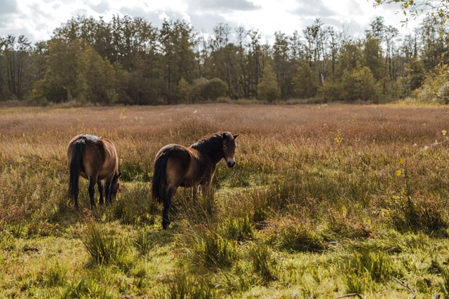 Paarden die grazen in het natte landschap
