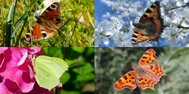 Afbeelding 2 |  Natuurtips: hier moet je tijdens je lentewandeling op letten