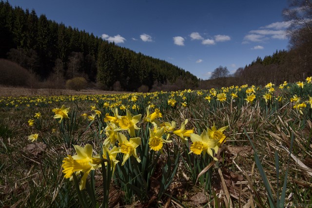 gele narcissen op een veld in het bos.