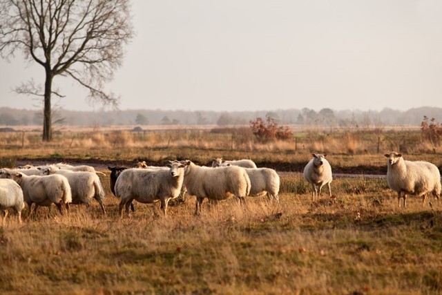 Wandelroute Dwingelderveld Familiepad Noordenveld