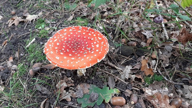 Een vliegenzwam in de Oisterwijkse Bossen en Vennen