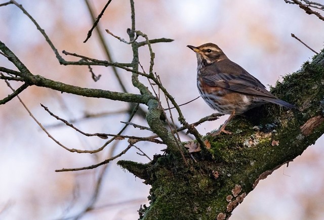 Kramsvogel