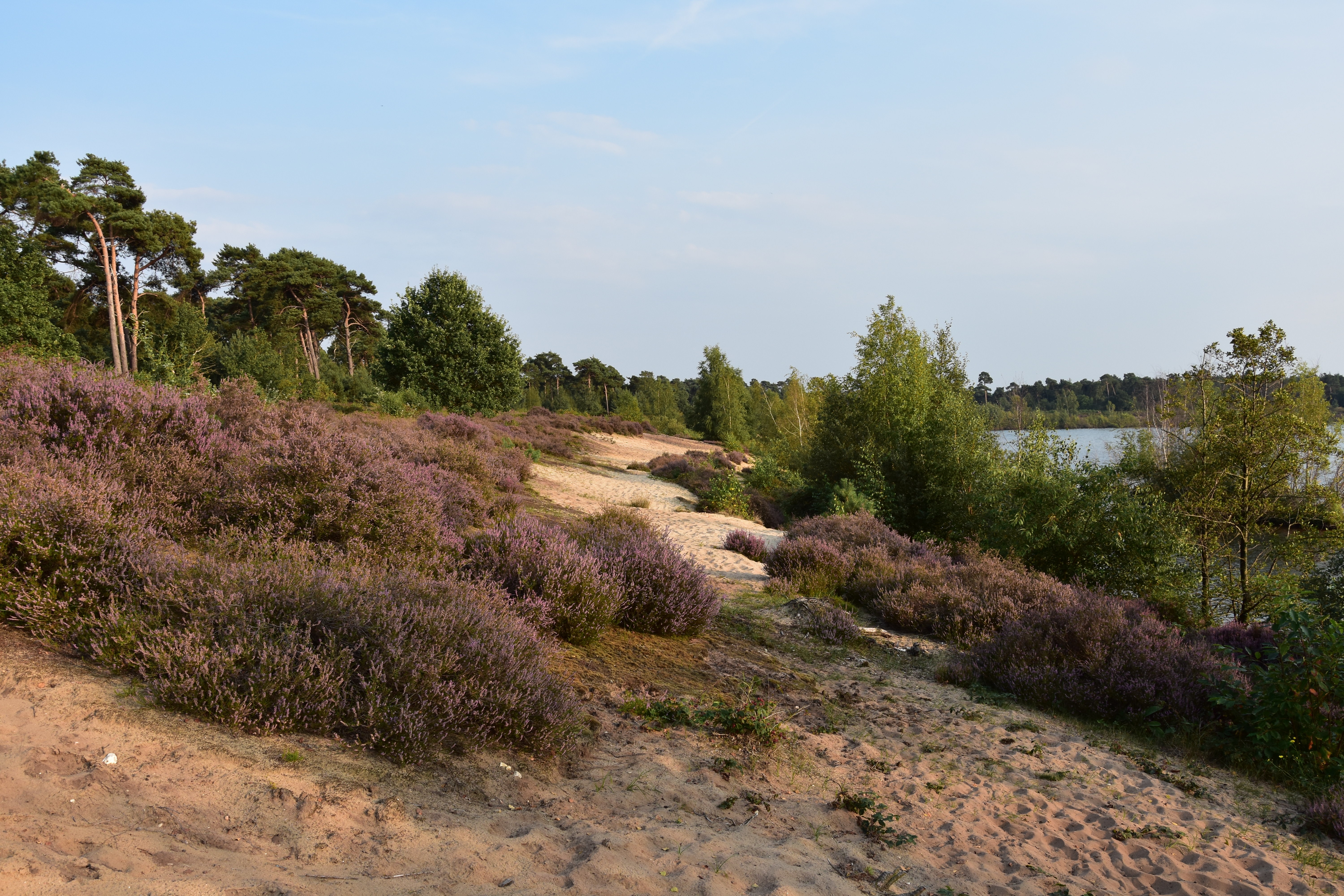 Header | nationaal park de maasduinen