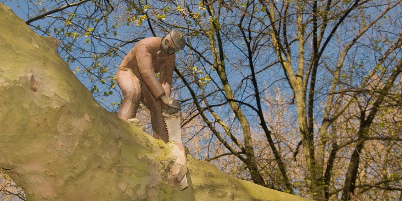 afbeelding van de gewone plataan en het Zagertje in Amsterdam.