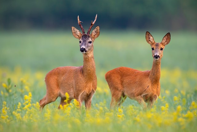 In De Alde Feanen leven ongeveer 200 reeën