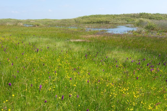 Orchideeën bij het Zwanenwater
