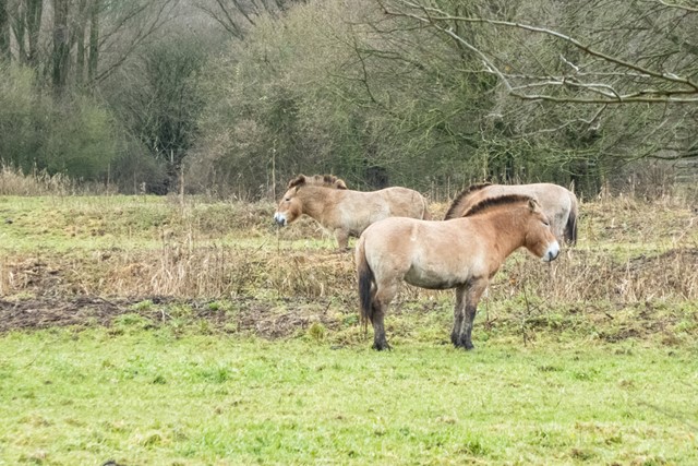 afbeelding van Przwalskipaarden in het gras.