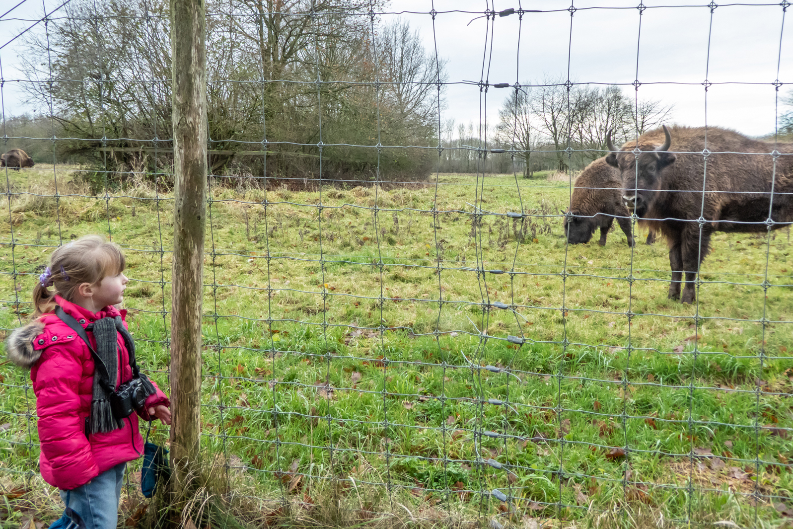 afbeelding van Agnes die een wisent bekijkt vanachter het hek.