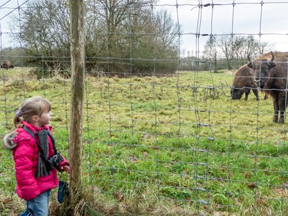 afbeelding van Agnes die een wisent bekijkt vanachter het hek.