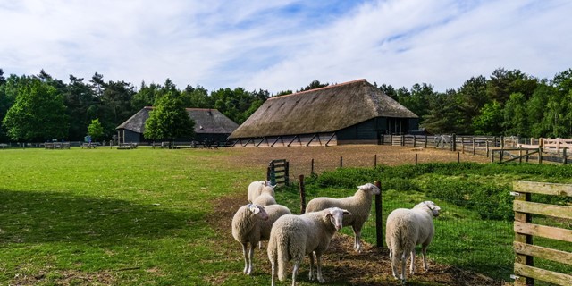 Wandelroutes In Gelderland 5 Tips Boswachterspad Veluwe Cultuurroute T Leesten