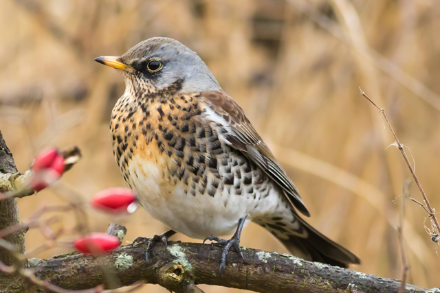 Boswachterspad Zuid Holland Kattukse Duinroute Vogeltrek