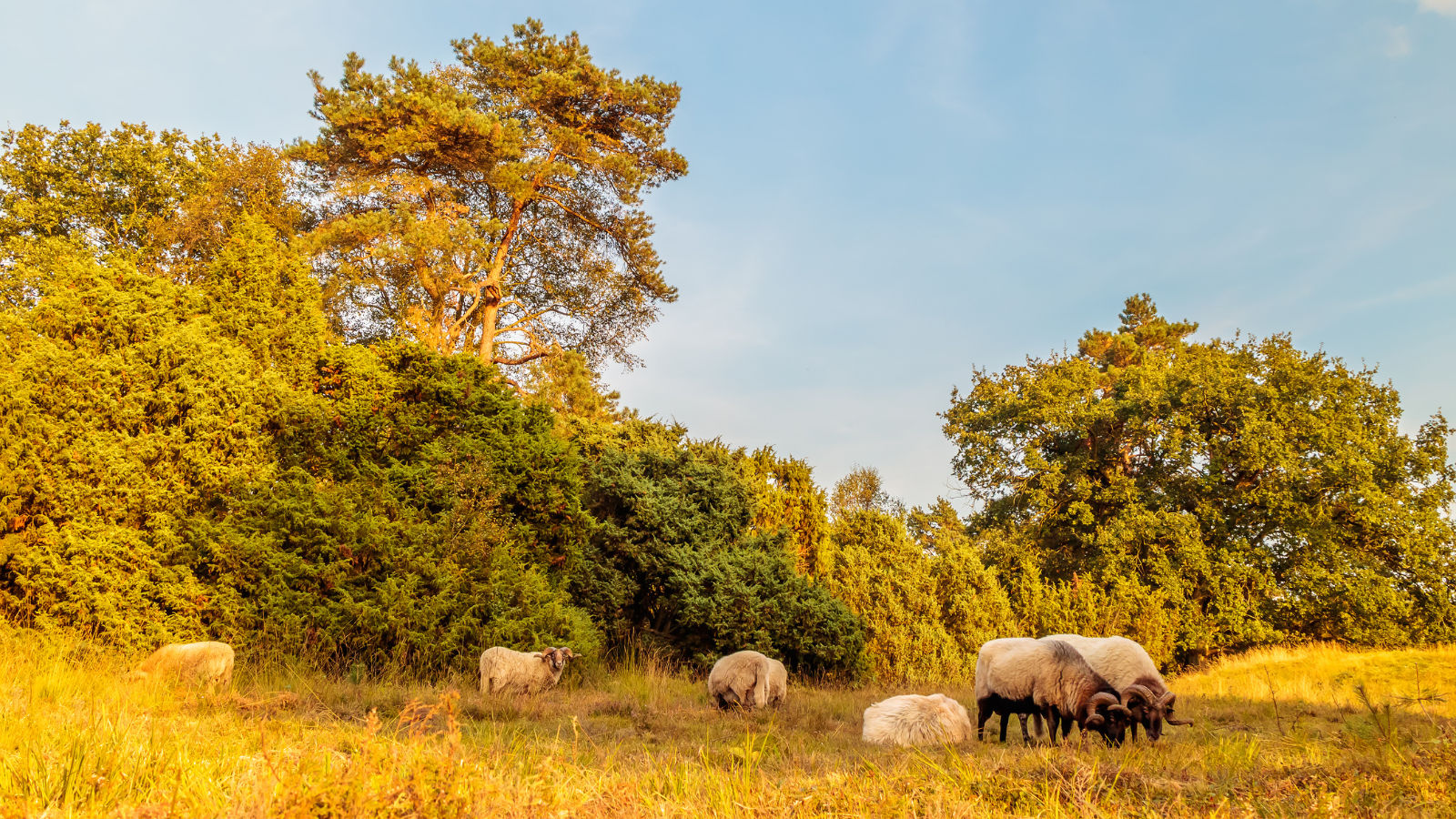 Trage Tocht Balloo Vettenbos,