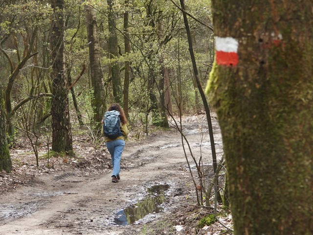 Wandeling in het bos