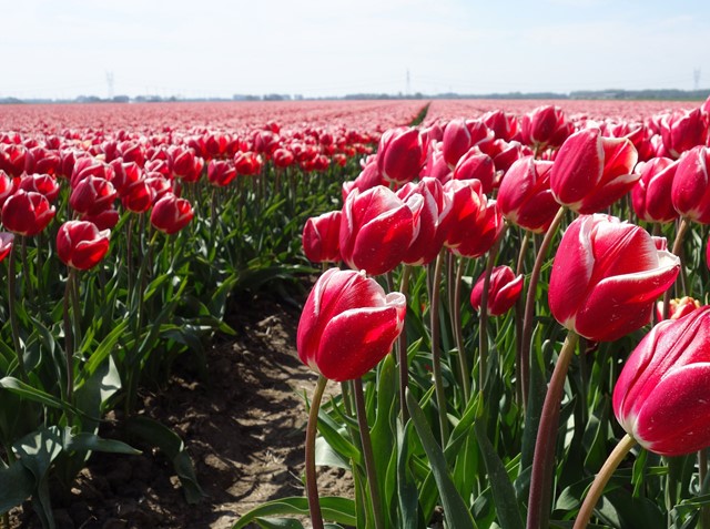 Tulpenveld