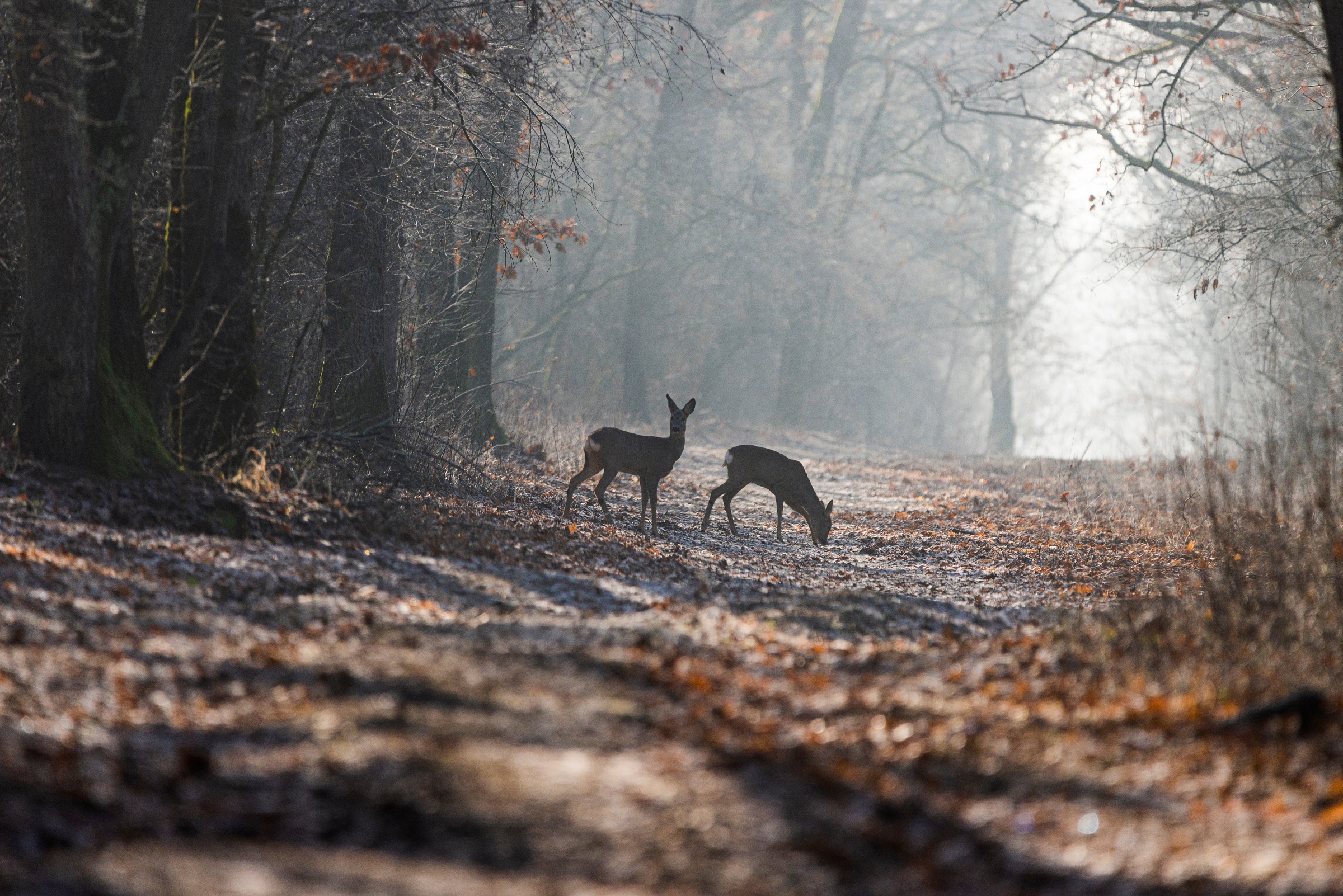Herten in het bos