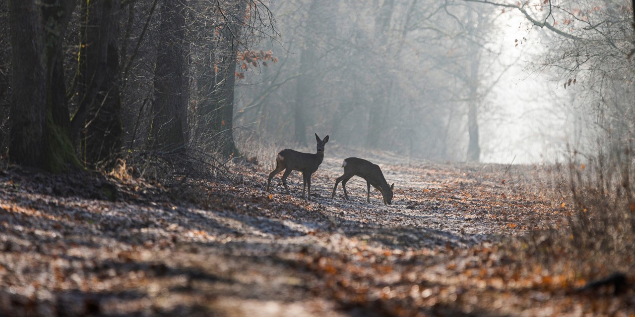 Herten in het bos