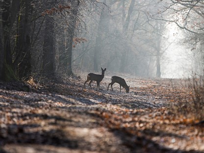 Herten in het bos