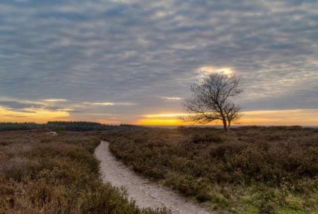Wandelen Langs De Leukste Boscafes In Nederland De Lemeler Esch Aan De Archemerberg