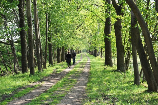5x de mooiste wandelroutes in De Kampina