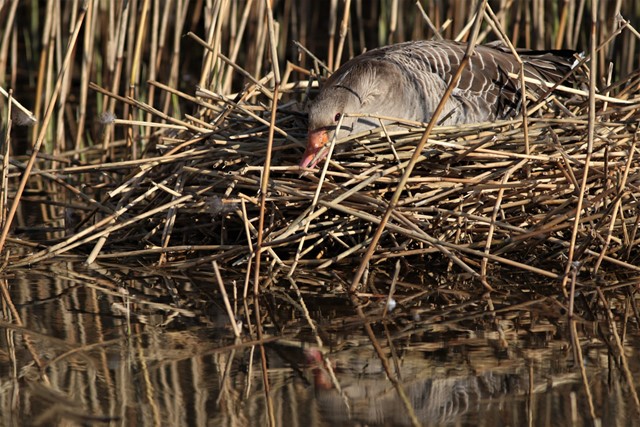 afbeelding van een grauwe gans op een nest tussen het riet.