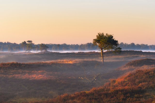 Wandelroute Kalmthoutse Heide Wandelpad Duin Vossenbergen